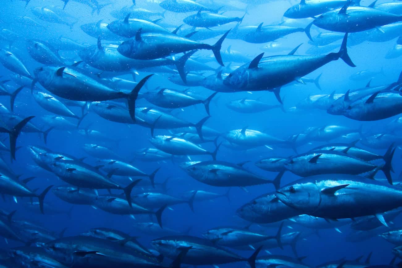 Resurgent tuna and rebounding elephants: the dogged conservation efforts bearing fruit